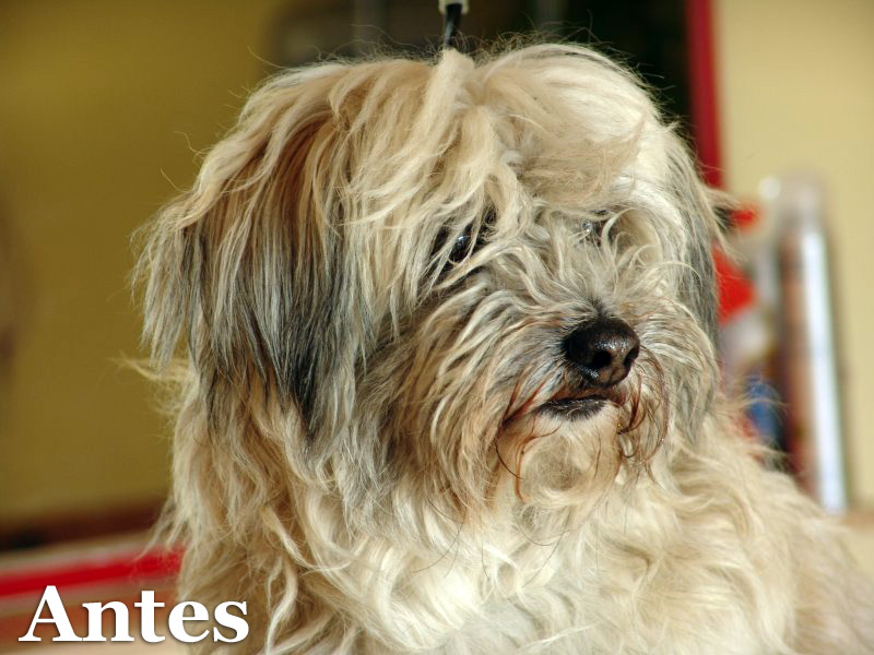 Morritos, Mestizo, antes de su paso por la peluquería 