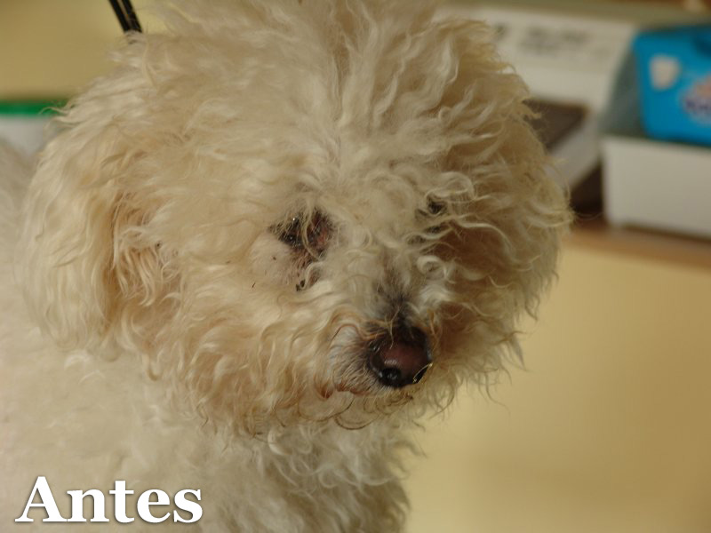 Zar , Caniche antes de su paso por la peluquería 